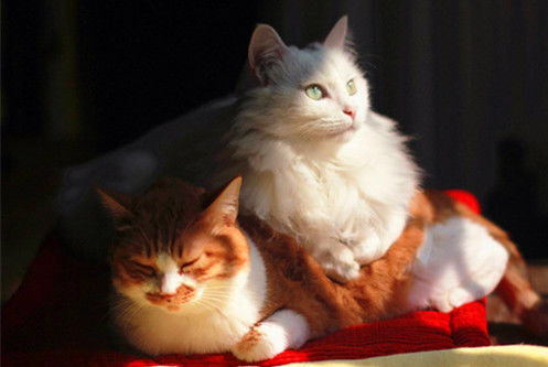 怎么引诱宠物猫