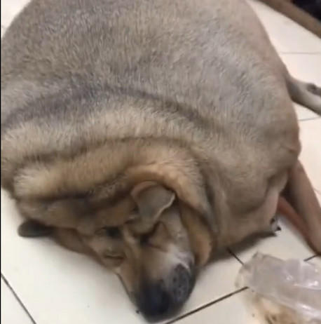 奶奶家宠物狗怎么养的
