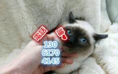 藏族怎么埋葬宠物猫的