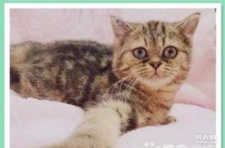 家养宠物猫怎么过冬