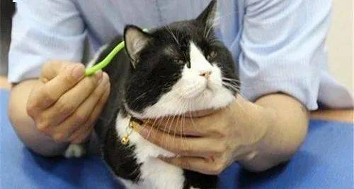 宠物猫怎么护耳朵