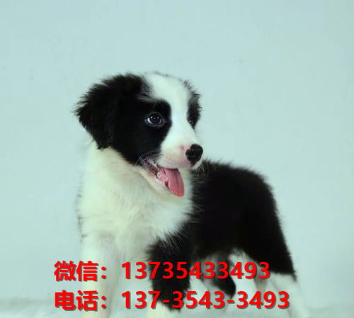 边牧犬咬宠物狗怎么办啊