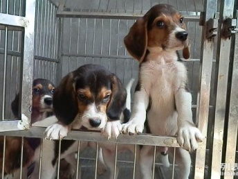 成年比格犬多少钱