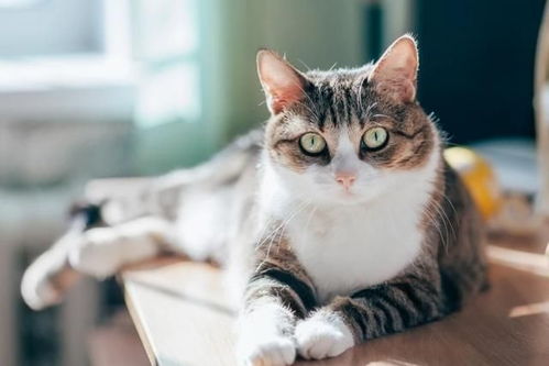 怎么看宠物猫有病毒感染