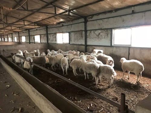 怎么建宠物狗养殖场基地