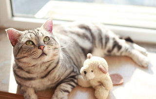 宠物猫怎么发货