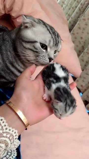 宠物猫基因怎么来的