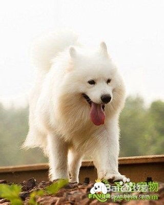 宠物狗肝脏损害怎么办啊