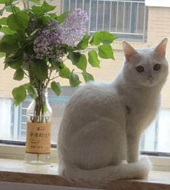 宠物猫怎么最快卖掉