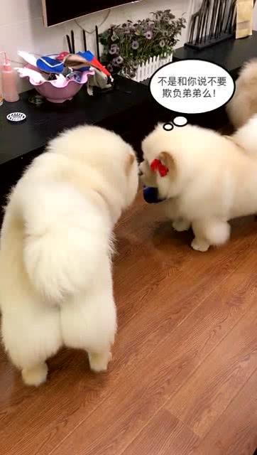 欺负小的宠物狗怎么办呢