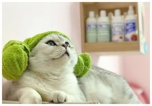 宠物猫洗澡怎么洗好