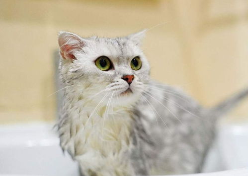 宠物猫怎么自己洗澡