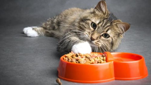 宠物猫粮怎么代理赚钱