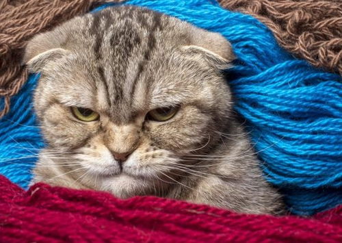 宠物猫室外摄影怎么拍照