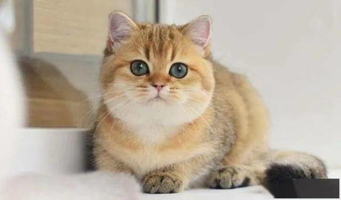 金色英短猫多少钱