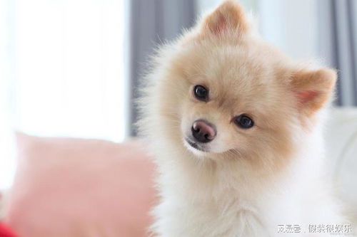 宠物狗驱虫在家怎么做呢