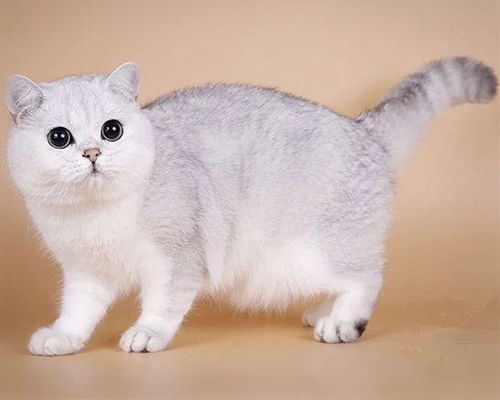 一只宠物猫多少钱