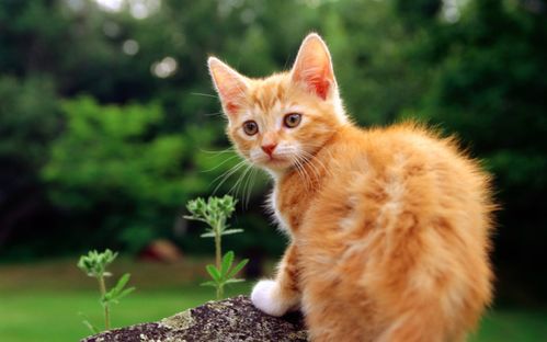 流浪的宠物猫怎么养
