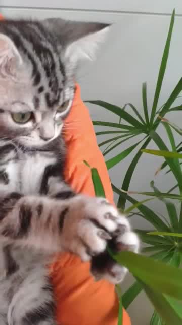 宠物猫怎么最好养活