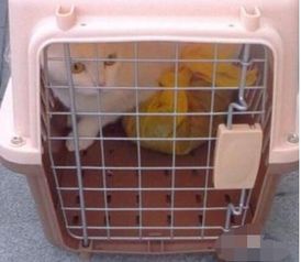 怎么托运宠物猫最方便