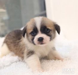 怎么选母种宠物狗品种呢