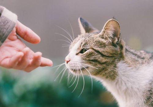 流浪猫接触到宠物狗怎么办
