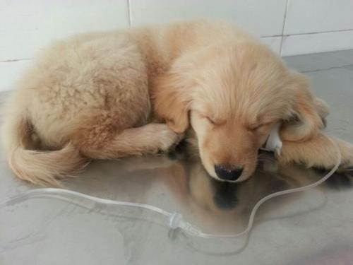 被毒打的宠物狗怎么办啊