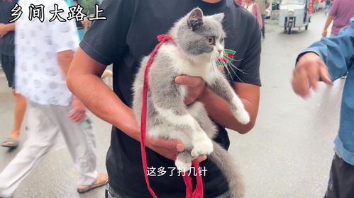 怎么捕捉永久宠物猫