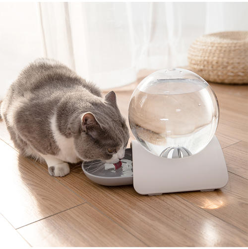 怎么让宠物猫洗胃消毒