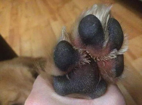 宠物狗的肛门臭怎么办
