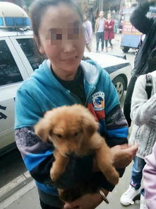 走丢被发现的宠物狗怎么办