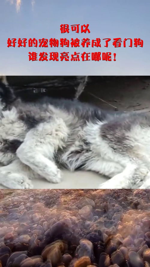 看门狗被养成了宠物狗怎么办
