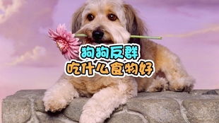 宠物狗拉的硬屎怎么办