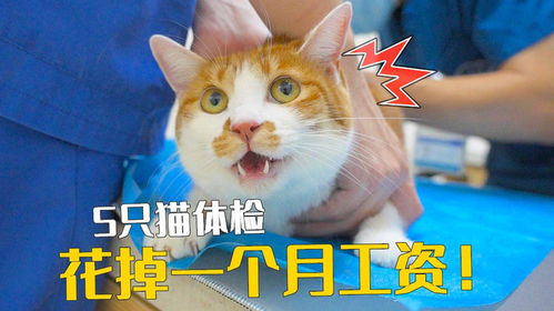 给小猫体检多少钱