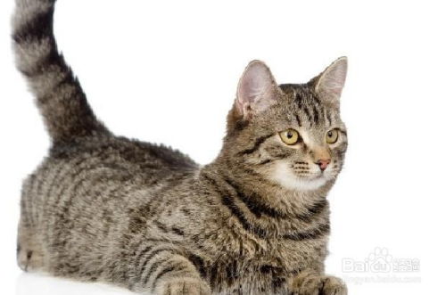 汤姆猫怎么照顾新宠物猫