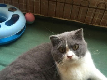 家养宠物猫怎么处理