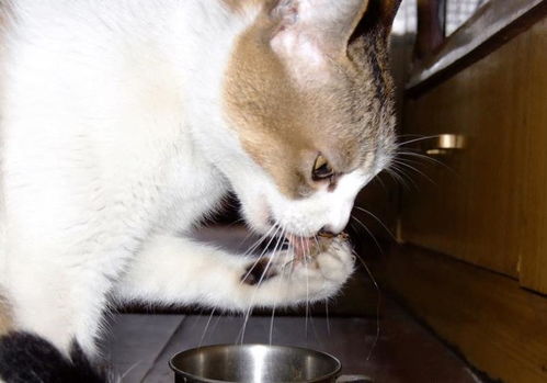 怎么劝朋友买宠物猫