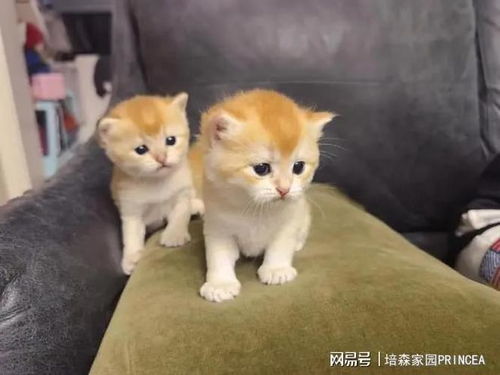 家园怎么带宠物猫进去