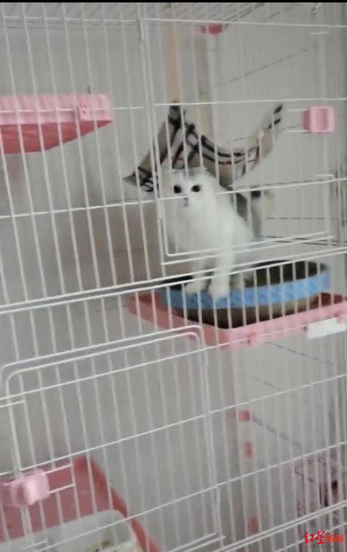 怎么在出租屋里养宠物狗
