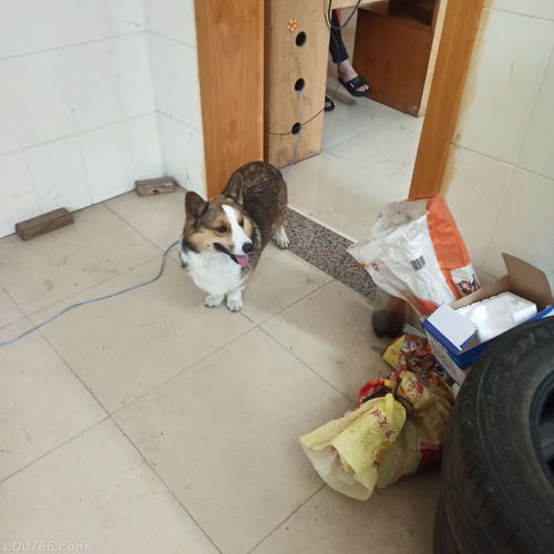 捡了一个宠物狗怎么办
