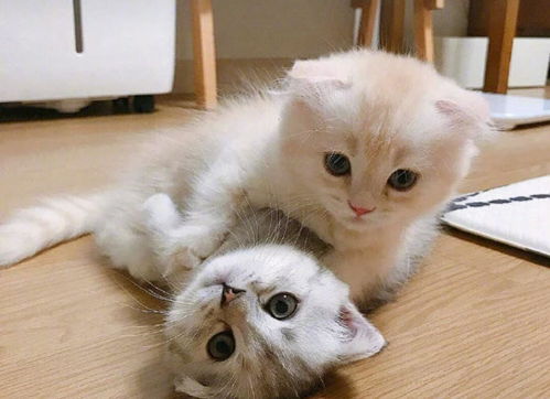 宠物猫吓跑了怎么抓