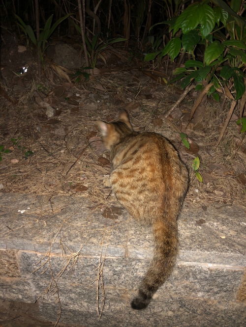 宠物猫怎么喂剩饭
