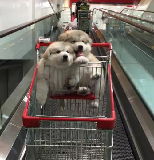 怎么带宠物狗去商场玩呢