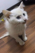 宠物猫串串猫怎么养的