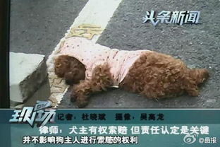 宠物狗被汽车撞死怎么办
