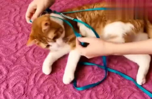 宠物猫绳怎么套绳子