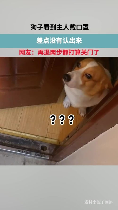 宠物狗没戴口罩怎么办