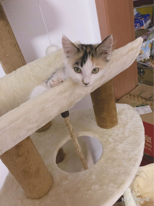 两个月的猫喂多少