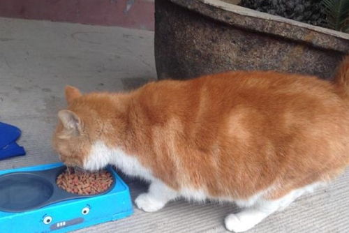 怀孕宠物猫怎么办