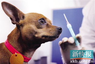 狗狗打狂犬疫苗多少钱